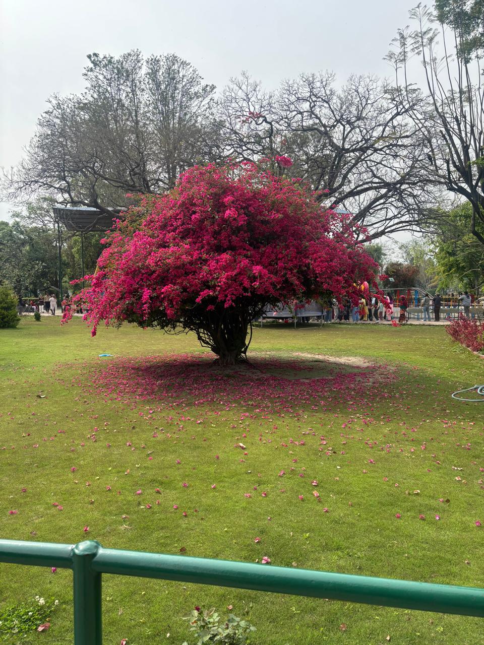 Photo I clicked